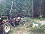 Bild vergrößern: Holzfällarbeiten Holzfällarbeiten